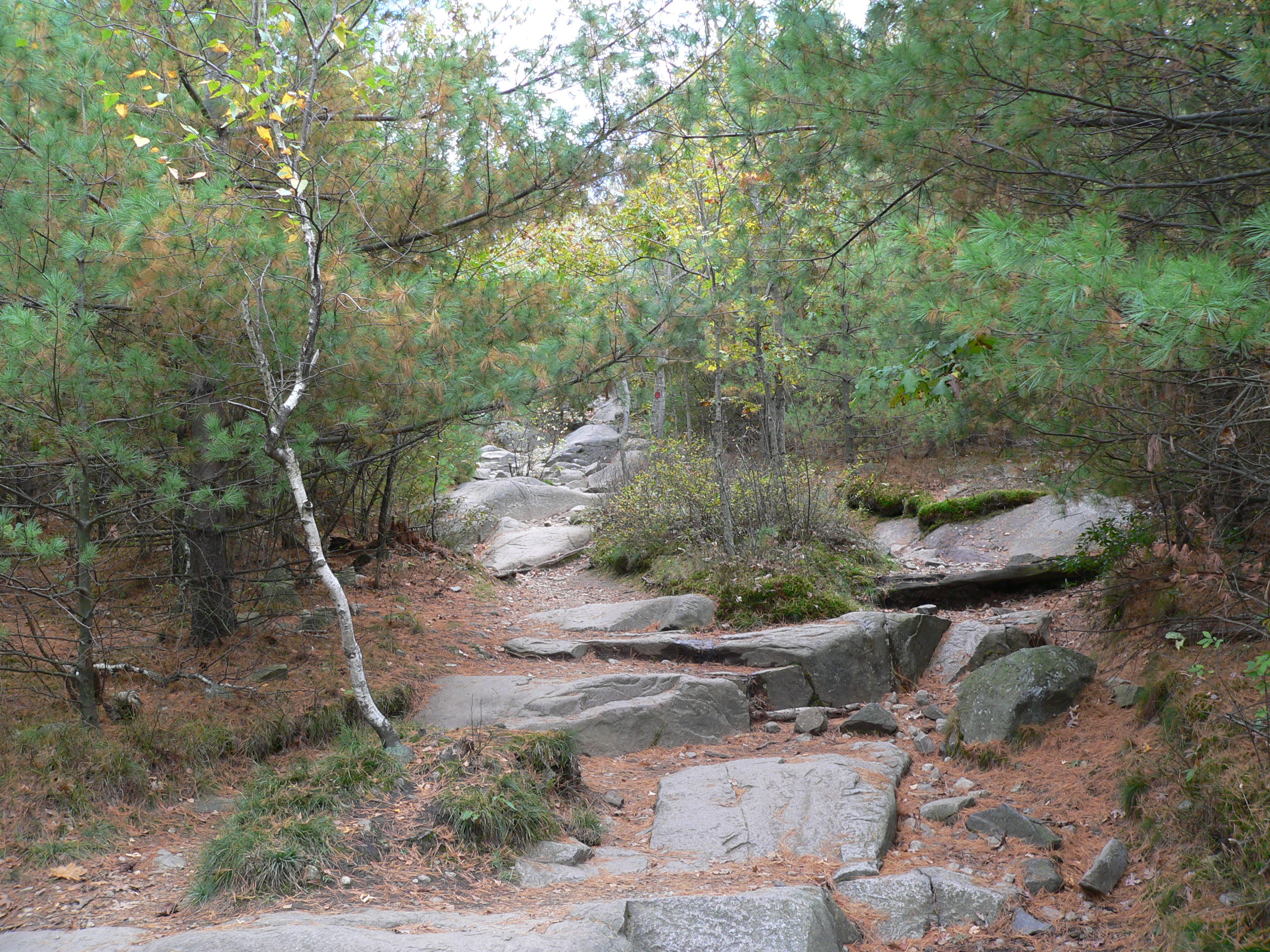 Blue Hills Reservation forest near Randolph Massachusetts
